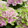 Hydrangea Magical® 'Amethyst' Shrub