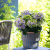 Hydrangea Magical® 'Amethyst' Shrub