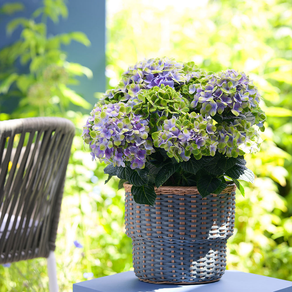 Hydrangea Magical® 'Amethyst' Shrub