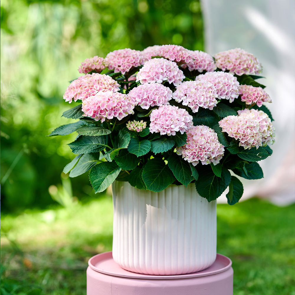 Hydrangea Magical® 'Revolution' Shrub