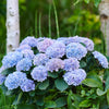 Hydrangea Magical® 'Revolution' Shrub
