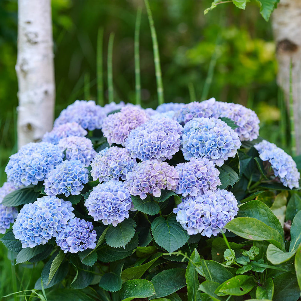 Hydrangea Magical® 'Revolution' Shrub