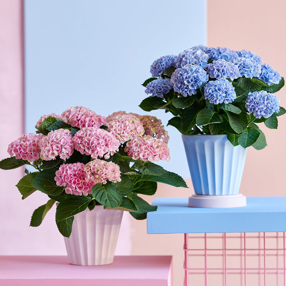 Hydrangea Magical® 'Revolution' Shrub
