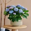 Hydrangea Magical® 'Revolution' Shrub