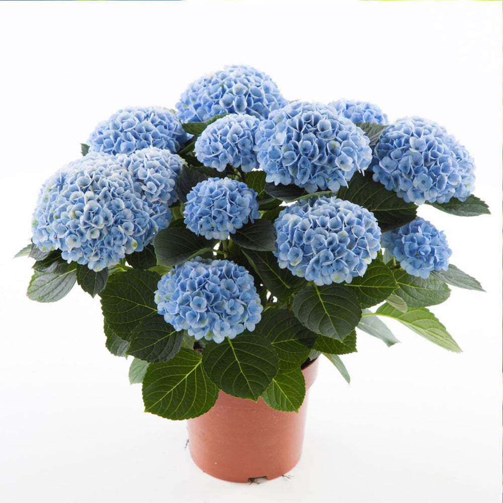 Hydrangea Magical® 'Revolution' Shrub
