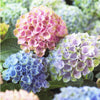 Hydrangea Magical® 'Revolution' Shrub