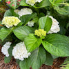 Hydrangea Magical® 'Verdigris' Shrub
