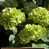 Hydrangea Magical® 'Verdigris' Shrub