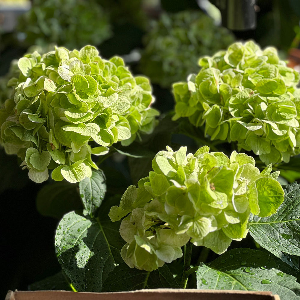 Hydrangea Magical® 'Verdigris' Shrub