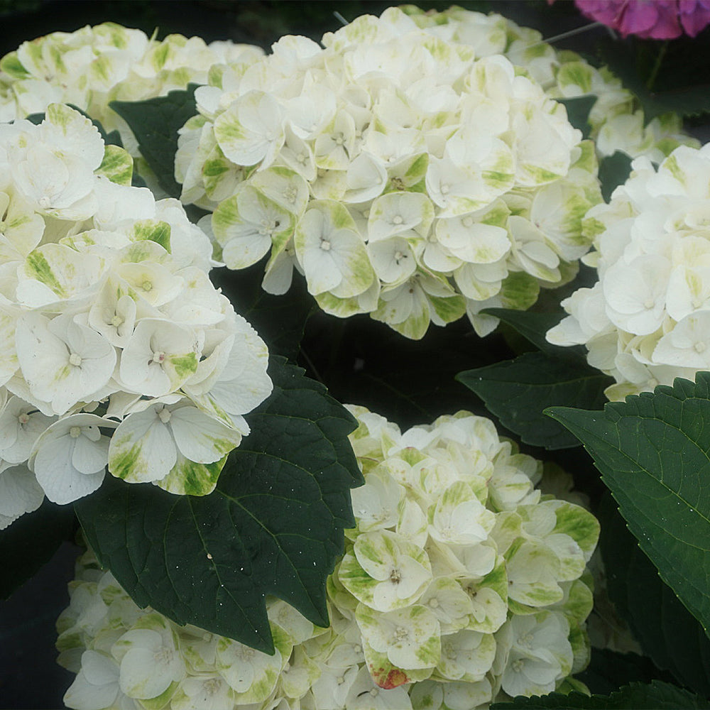 Hydrangea Magical® 'Verdigris' Shrub