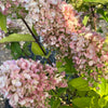 Skyfall Hydrangea