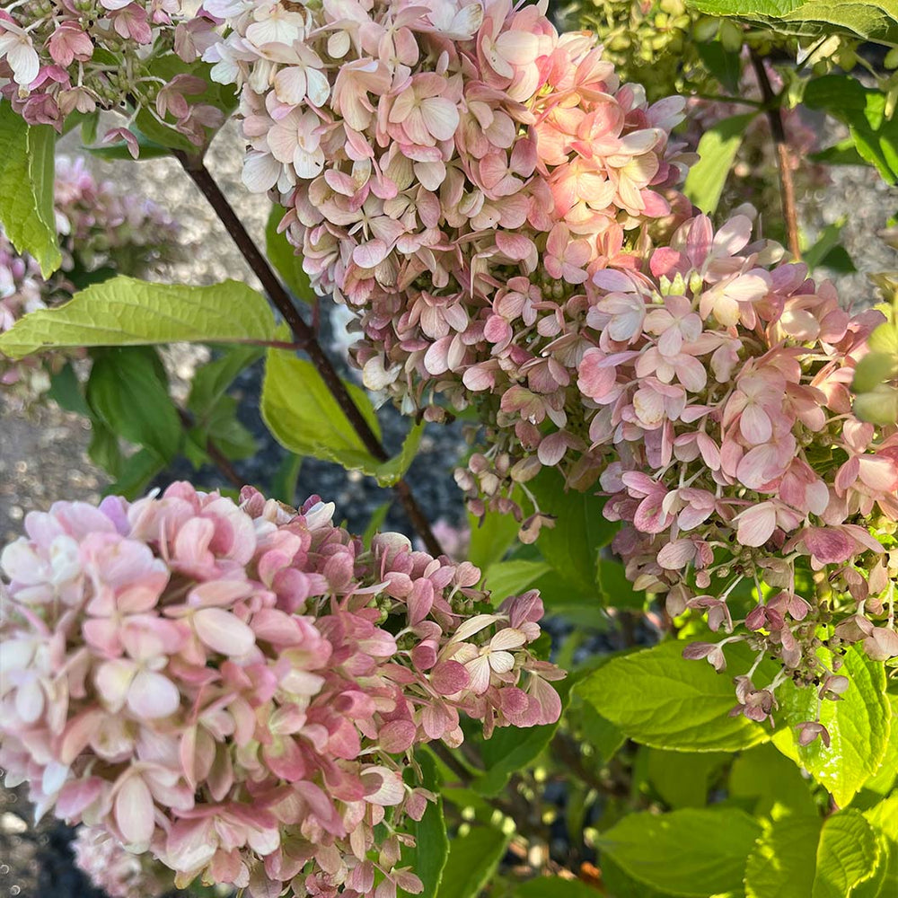 Skyfall Hydrangea