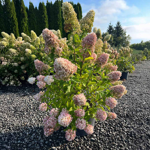 Skyfall Hydrangea