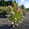 Skyfall Hydrangea