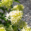 Skyfall Hydrangea