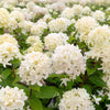 Skyfall Hydrangea
