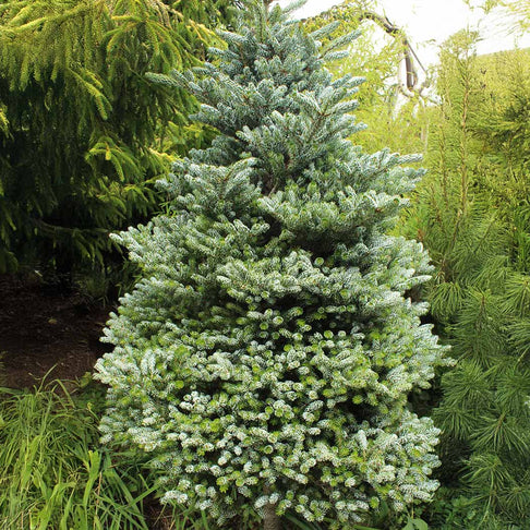 Ice Breaker Korean Fir Shrub
