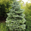 Ice Breaker Korean Fir Shrub