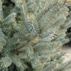 Ice Breaker Korean Fir Shrub