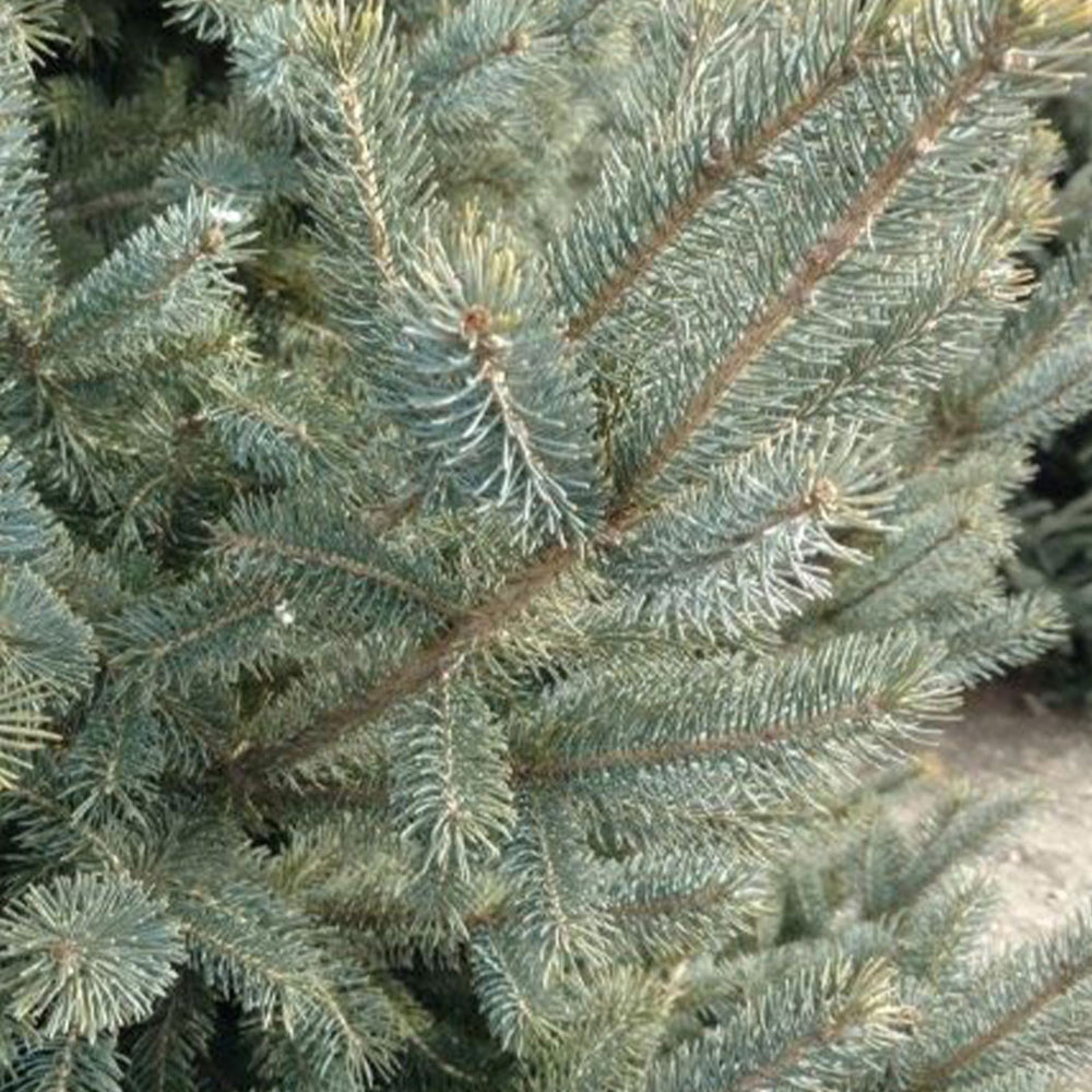 Ice Breaker Korean Fir Shrub