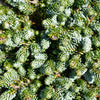 Ice Breaker Korean Fir Shrub