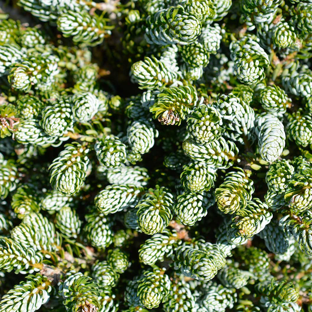 Ice Breaker Korean Fir Shrub