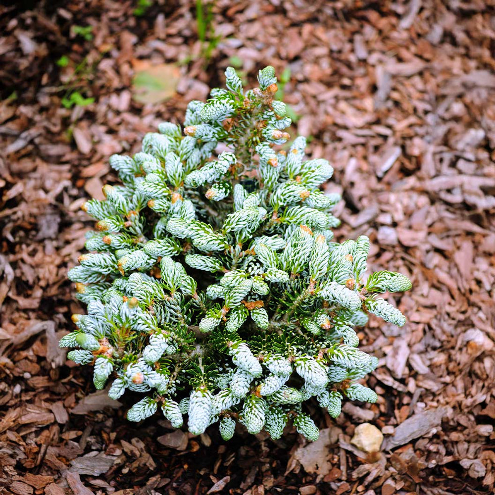 Ice Breaker Korean Fir Shrub
