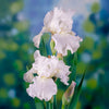 Immortality Bearded Iris Plant