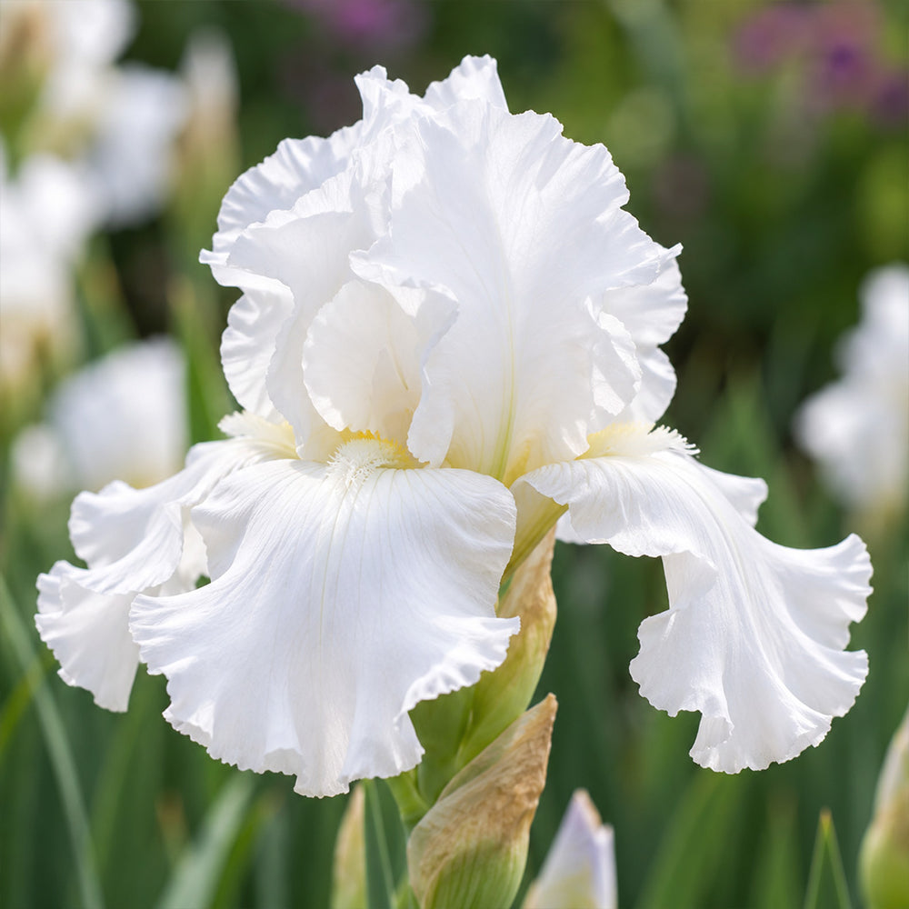 Immortality Bearded Iris Plant