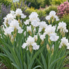 Immortality Bearded Iris Plant