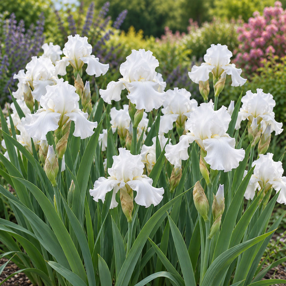 Immortality Bearded Iris Plant