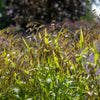 Inland Sea Oats Plant