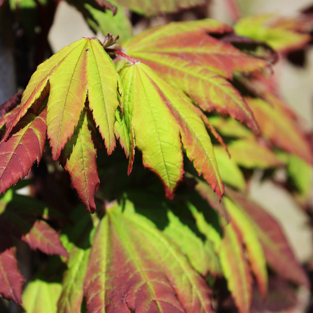 Burgundy Jewel Maple Tree