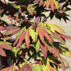Burgundy Jewel Maple Tree