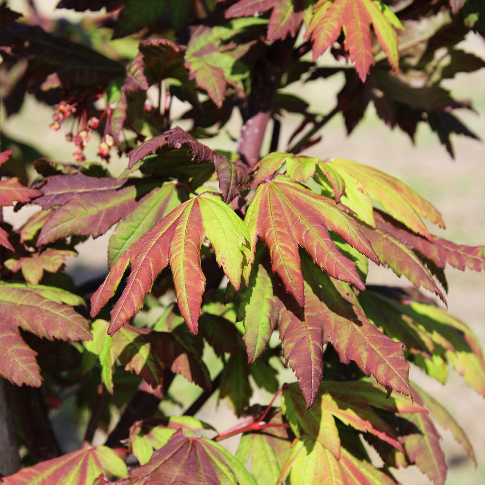 Burgundy Jewel Maple Tree