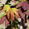 Burgundy Jewel Maple Tree