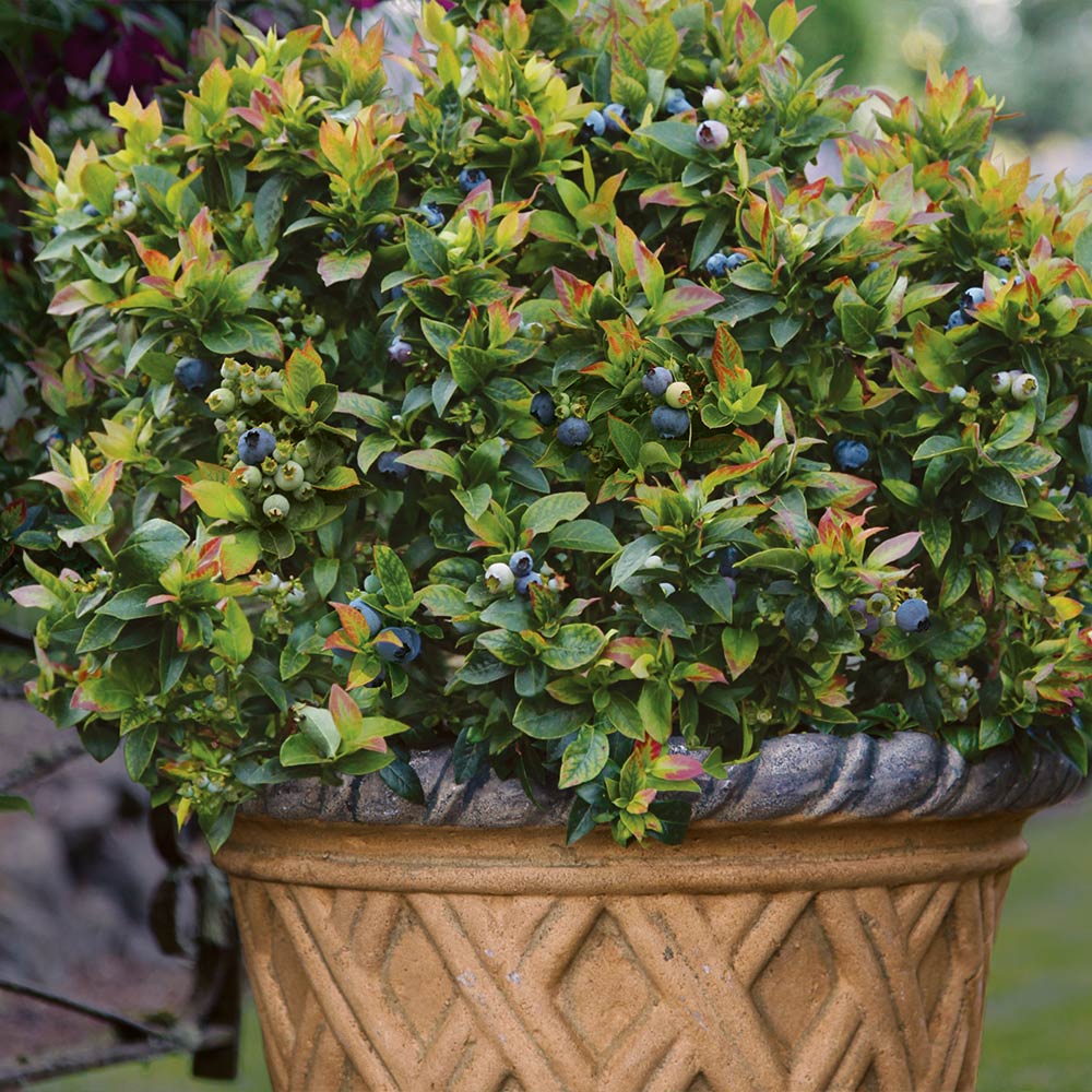 Bushel and Berry® Jelly Bean® Blueberry Bush