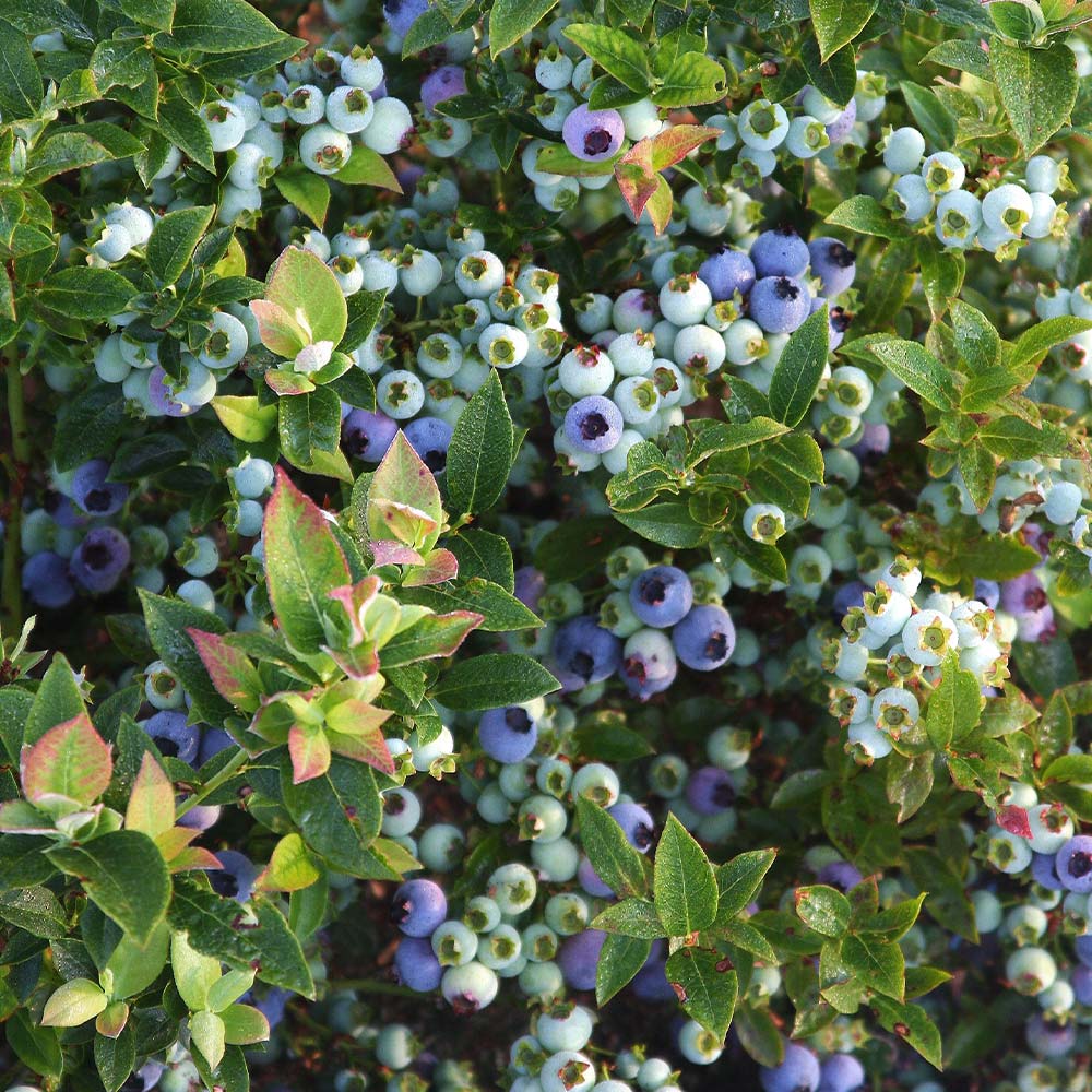 Bushel and Berry® Jelly Bean® Blueberry Bush