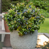 Bushel and Berry® Jelly Bean® Blueberry Bush