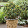 Bushel and Berry® Jelly Bean® Blueberry Bush