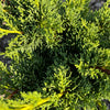 Shimpaku Juniper Tree