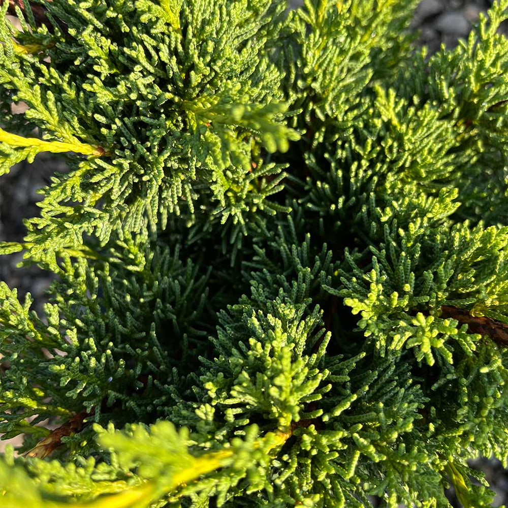 Shimpaku Juniper Tree