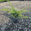 Shimpaku Juniper Tree
