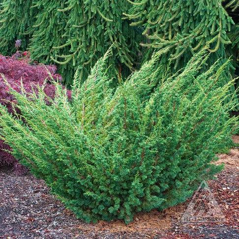 Shimpaku Juniper Tree