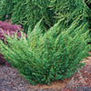 Shimpaku Juniper Tree