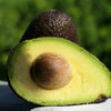 Lamb Hass Avocado Tree