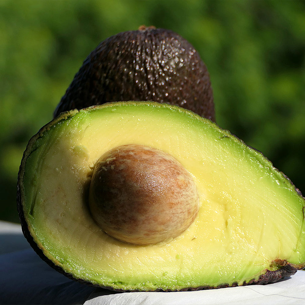 Lamb Hass Avocado Tree