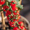 Little Bing Cherry Tomato Plant - USDA Organic