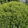 Little Giant Dwarf Arborvitae Shrub