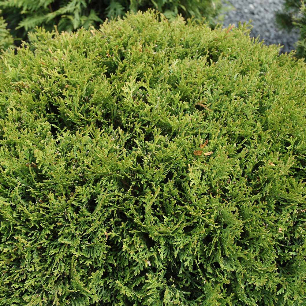 Little Giant Dwarf Arborvitae Shrub